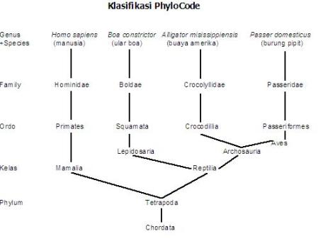phylocode